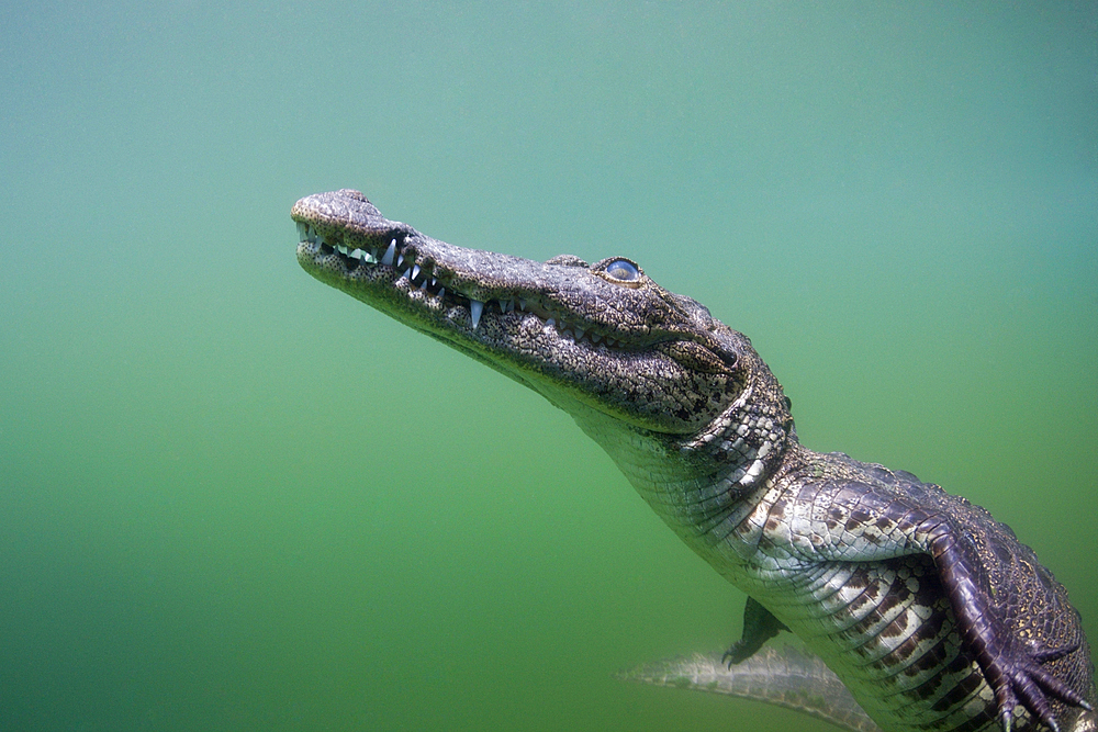 Juvenile American Crocodile, Crocodylus acutus, Florida, Everglades, USA