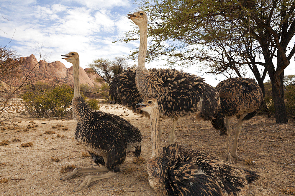 Group of South African Ostrich, Struthio camelus australis, Spitzkoppe, Namibia