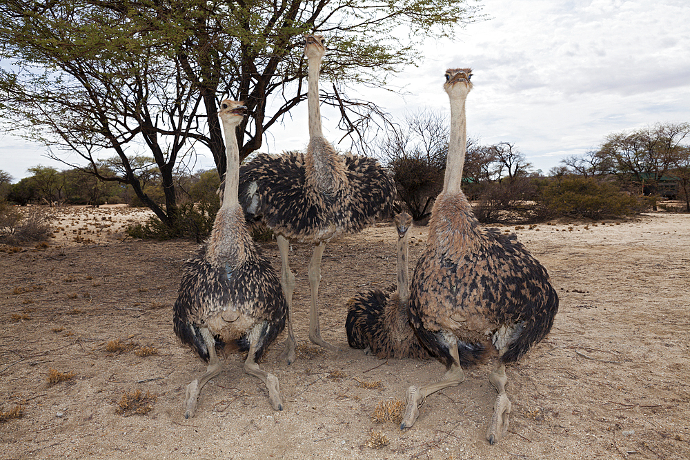 Group of South African Ostrich, Struthio camelus australis, Spitzkoppe, Namibia