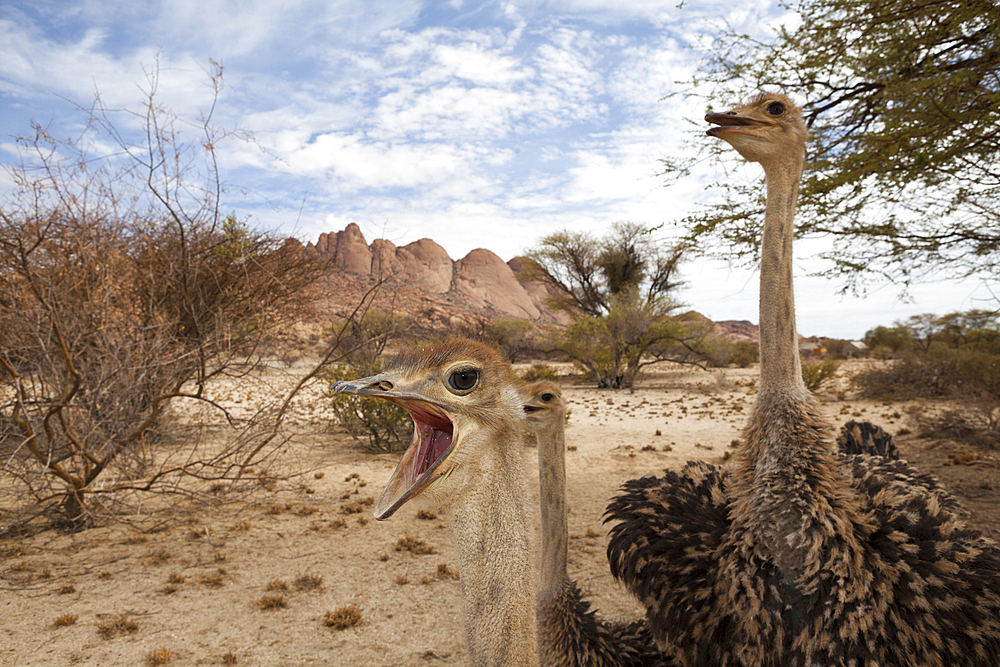 South African Ostrich, Struthio camelus australis, Spitzkoppe, Namibia