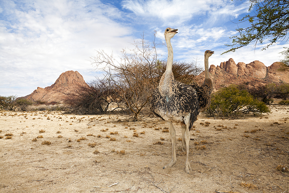 South African Ostrich, Struthio camelus australis, Spitzkoppe, Namibia