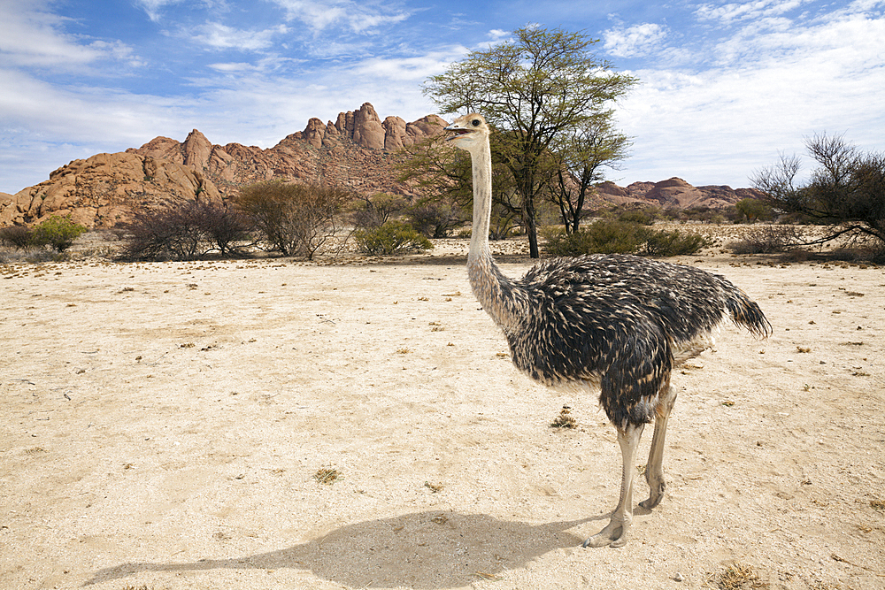 South African Ostrich, Struthio camelus australis, Spitzkoppe, Namibia