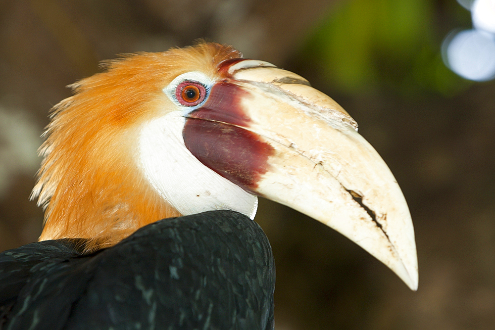 Papuan Hornbill, Rhyticeros plicatus, Tufi, Oro Province, Papua New Guinea