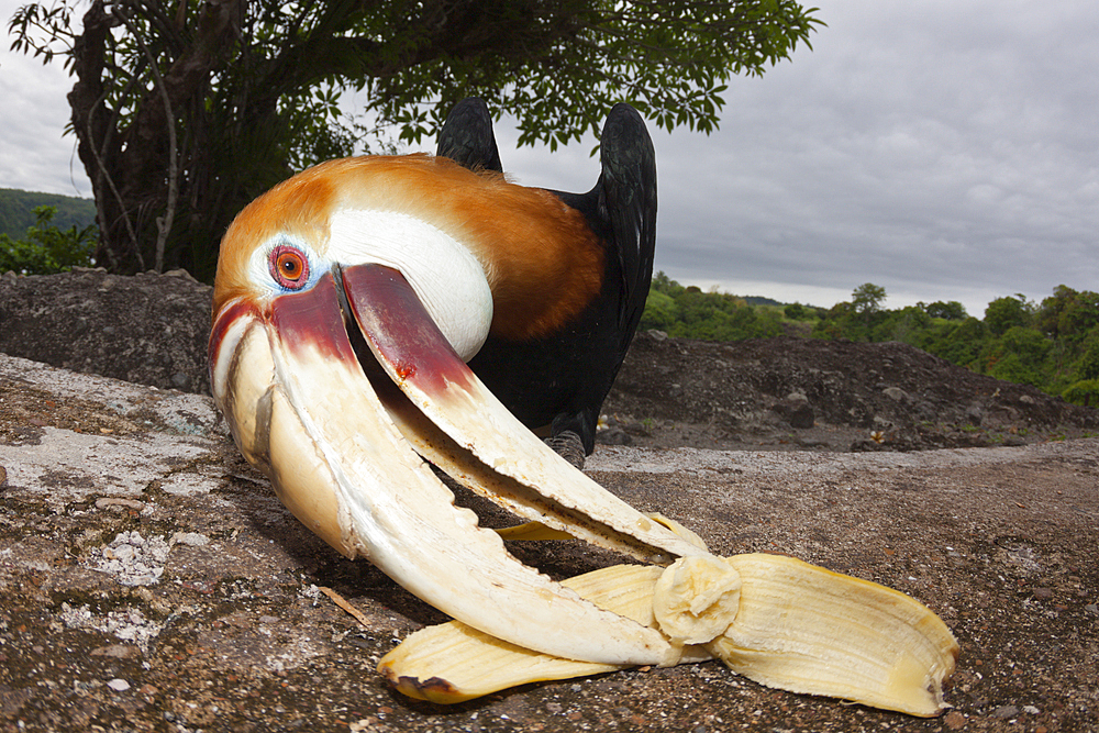 Papuan Hornbill, Rhyticeros plicatus, Tufi, Oro Province, Papua New Guinea