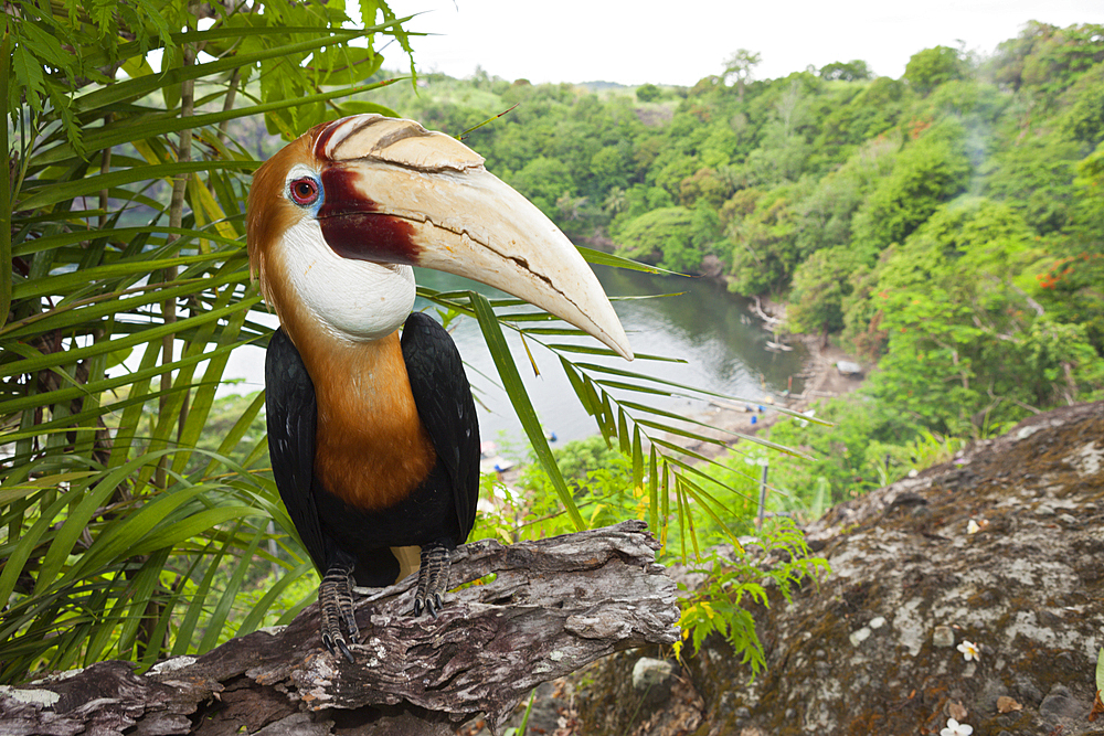 Papuan Hornbill, Rhyticeros plicatus, Tufi, Oro Province, Papua New Guinea