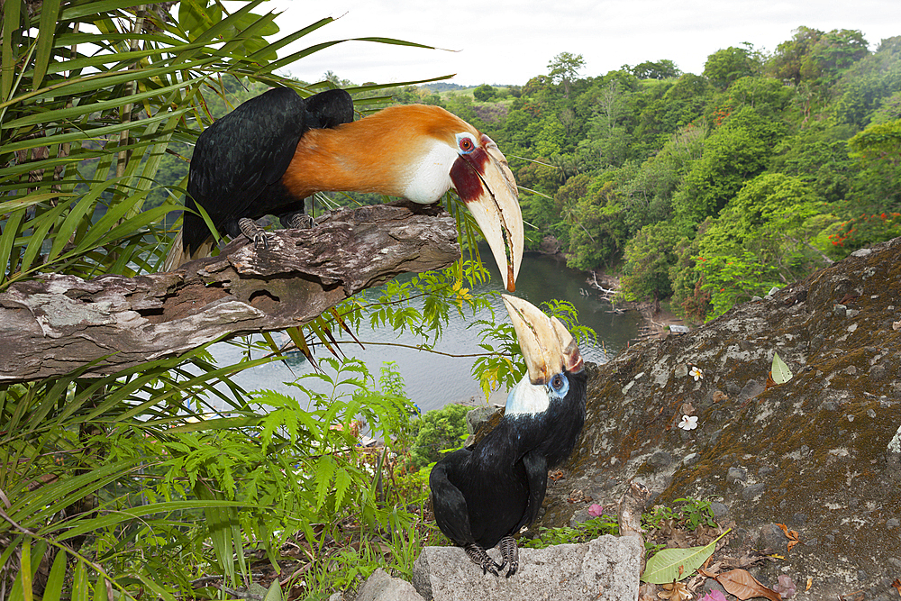 Papuan Hornbill, Rhyticeros plicatus, Tufi, Oro Province, Papua New Guinea