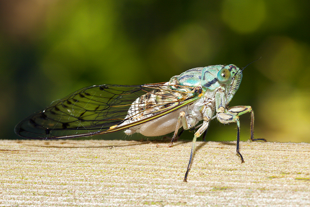 Cicada, Cicadidae, Tufi, Oro Province, Papua New Guinea