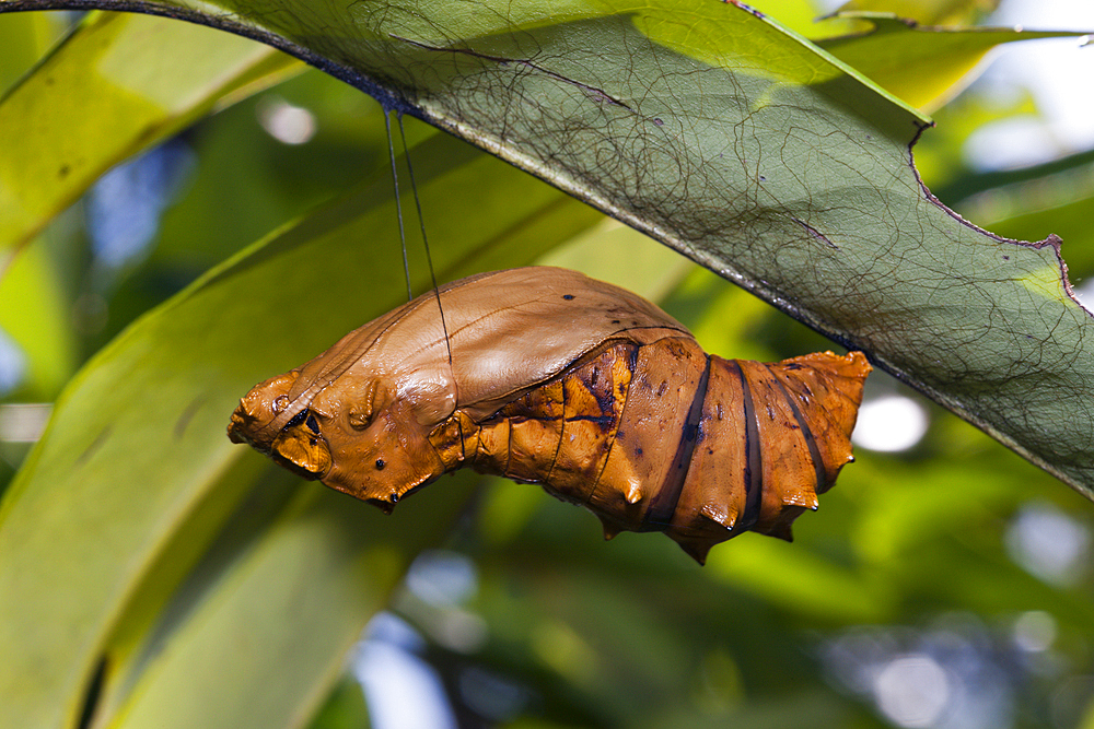 Larva of Queen Alexandras Birdwing, Ornithoptera alexandrae, Tufi, Oro Province, Papua New Guinea