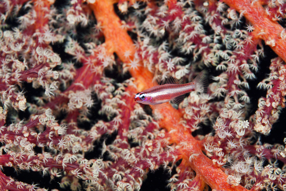 Doublebar Goby, Eviota bifasciata, Tufi, Solomon Sea, Papua New Guinea