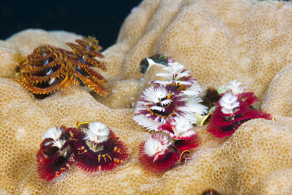 Colored Christmas-Tree-Worms, Spirobranchus giganteus, Tufi, Solomon Sea, Papua New Guinea