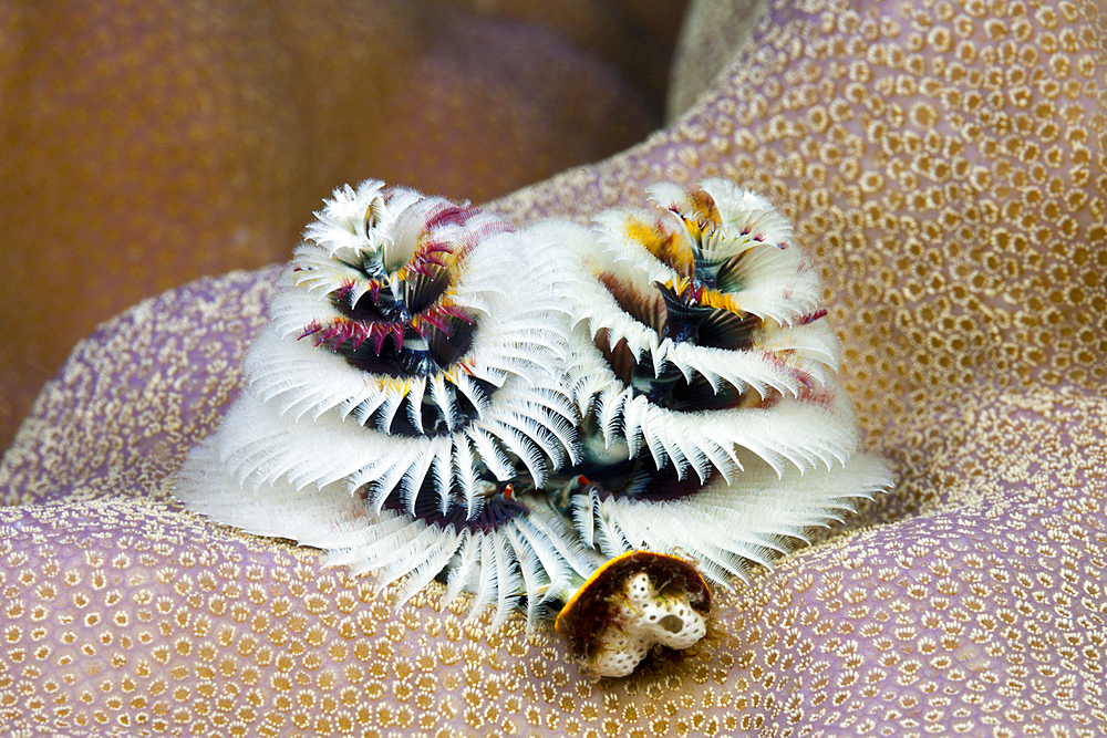 White Christmas-Tree-Worm, Spirobranchus giganteus, Tufi, Solomon Sea, Papua New Guinea