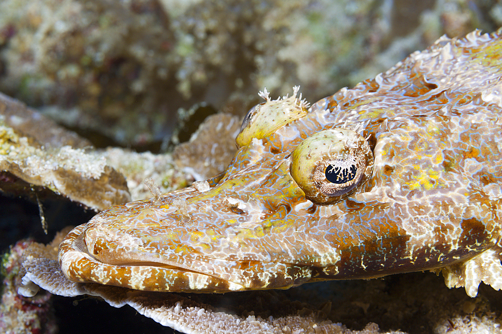 Beauforts Crocodilefish, Cymbacephalus beauforti, Tufi, Solomon Sea, Papua New Guinea