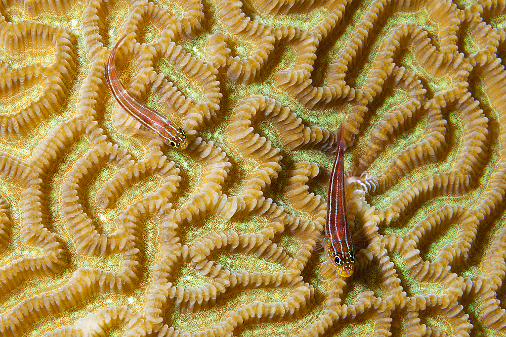 Pair of Striped Triplefin, Helcogramma striata, Tufi, Solomon Sea, Papua New Guinea