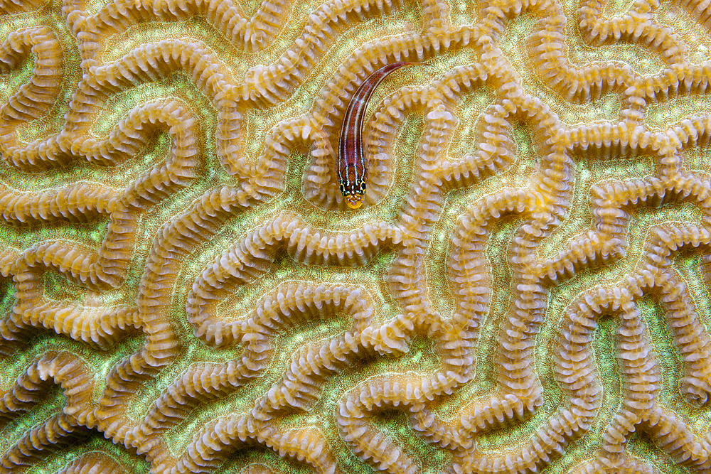 Striped Triplefin, Helcogramma striata, Tufi, Solomon Sea, Papua New Guinea