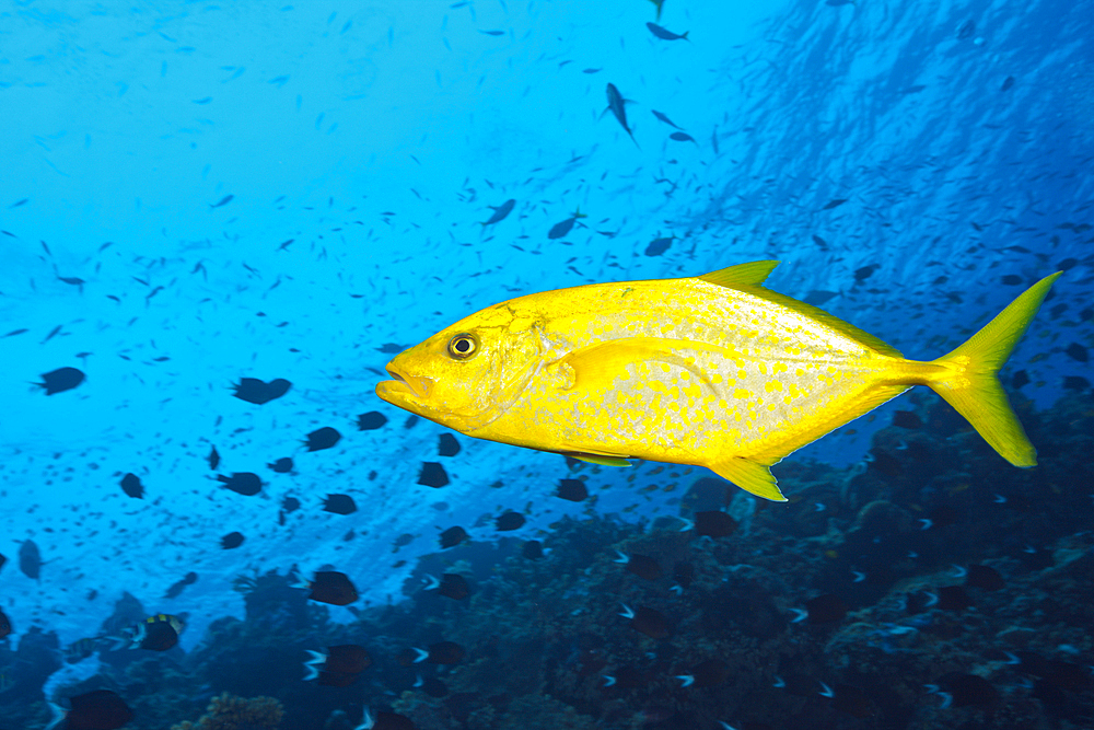 Orangespotted Trevally, Carangoides bajad, Tufi, Solomon Sea, Papua New Guinea