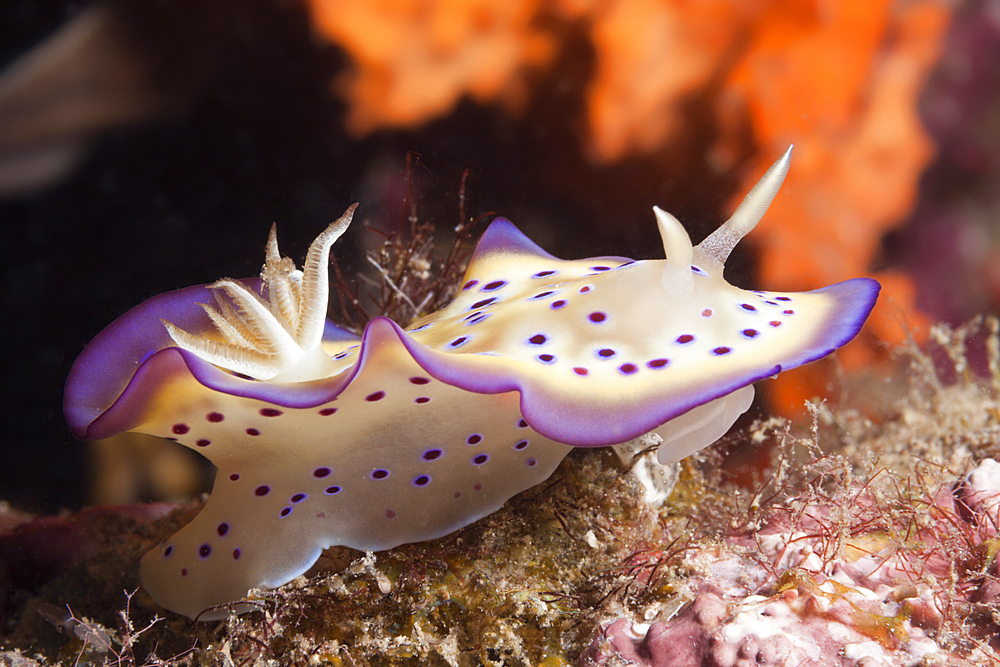 Dorid Nudibranch, Chromodoris kuniei, Tufi, Solomon Sea, Papua New Guinea