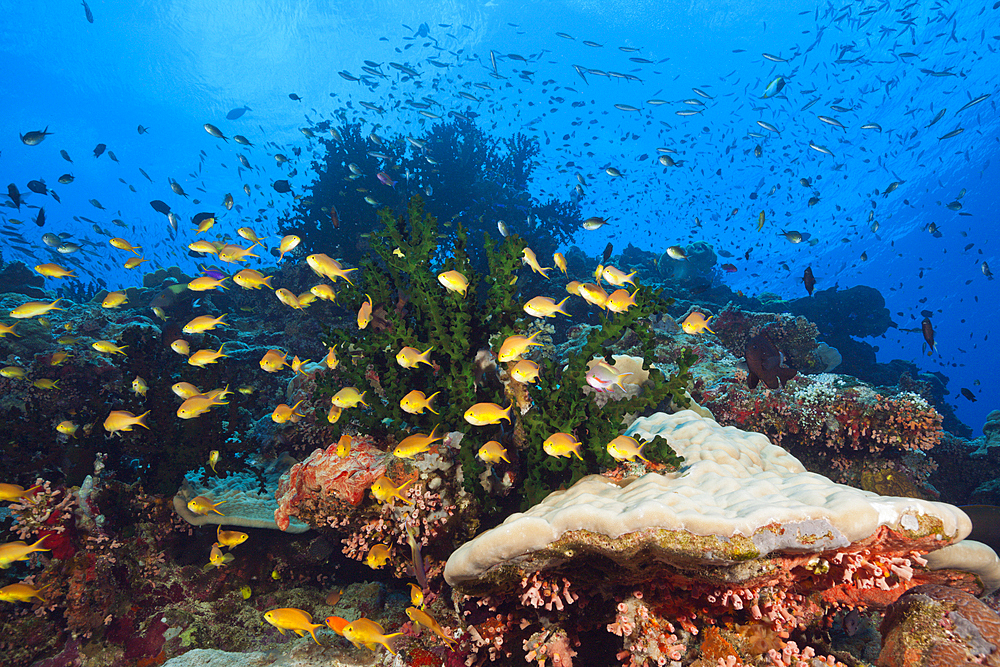 Species-rich Coral Reef, Tufi, Solomon Sea, Papua New Guinea