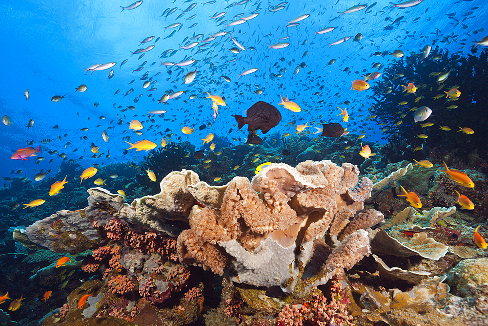 Species-rich Coral Reef, Tufi, Solomon Sea, Papua New Guinea