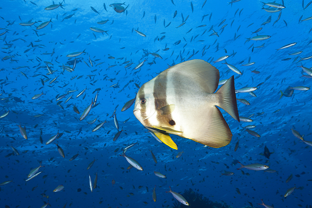 Longfin Batfish, Platax teira, Tufi, Solomon Sea, Papua New Guinea