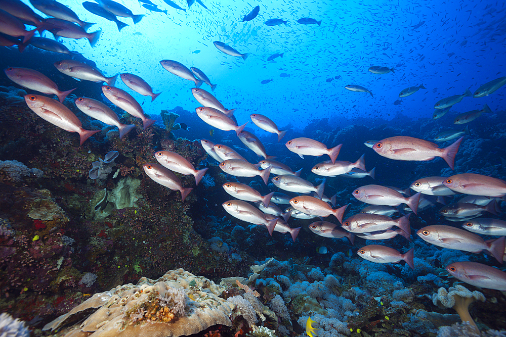 Shoal of Slender Pinjalo Snapper, Pinjalo lewisi, Tufi, Solomon Sea, Papua New Guinea