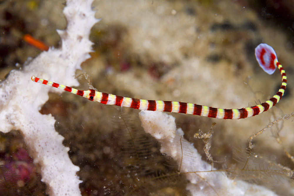 Banded Pipefish, Doryrhamphus dactyliophorus, Tufi, Solomon Sea, Papua New Guinea