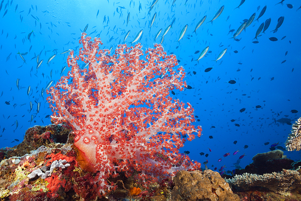 Red Soft Coral, Dendronephthya, Tufi, Solomon Sea, Papua New Guinea