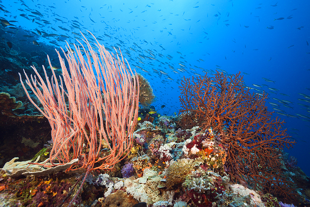 Species-rich Coral Reef, Tufi, Solomon Sea, Papua New Guinea