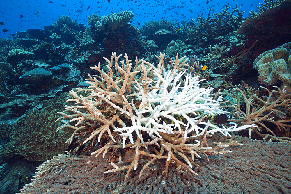 Coral Bleaching, Tufi, Solomon Sea, Papua New Guinea