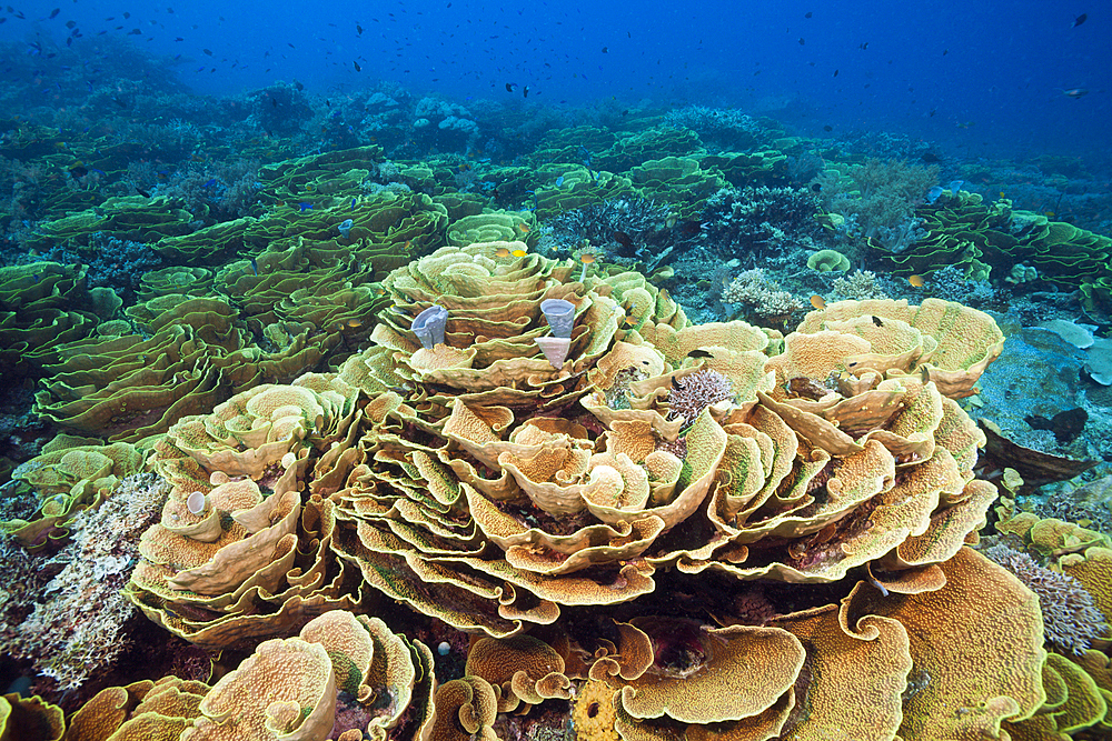 Reef of Lettuce Coral, Turbinaria mesenterina, Tufi, Solomon Sea, Papua New Guinea