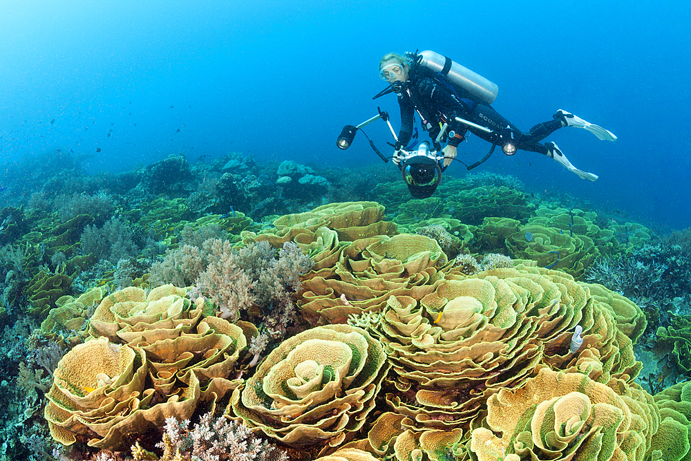 Reef of Lettuce Coral, Turbinaria mesenterina, Tufi, Solomon Sea, Papua New Guinea