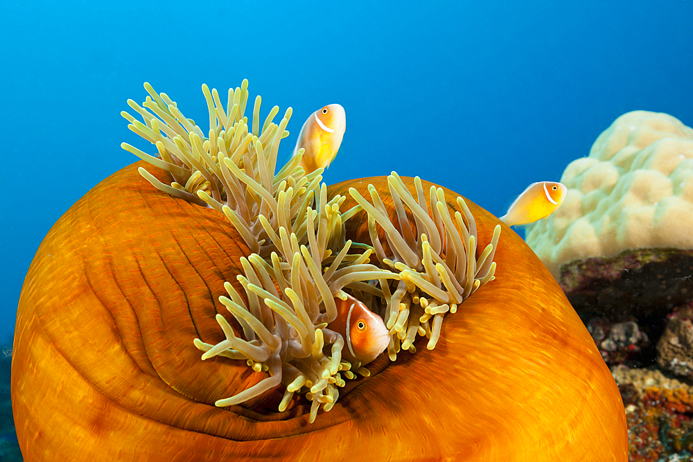 Pink Anemonefish, Amphiprion perideraion, Tufi, Solomon Sea, Papua New Guinea