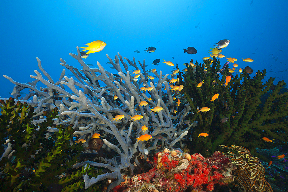 Anthias over Coral Reef, Tufi, Solomon Sea, Papua New Guinea