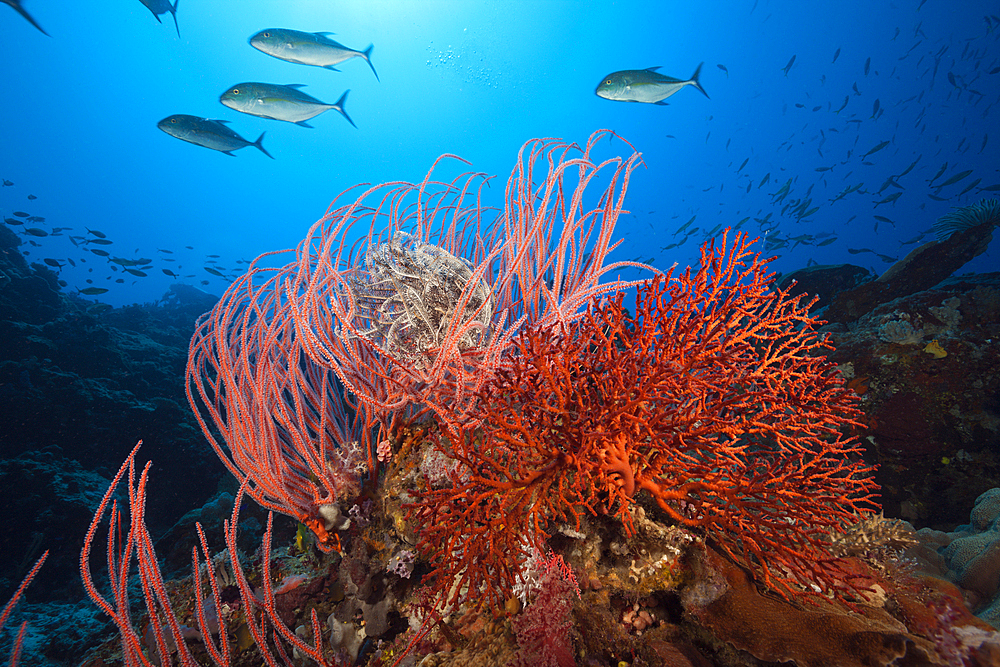 Whip Coral in Coral Reef, Ellisella ceratophyta, Tufi, Solomon Sea, Papua New Guinea