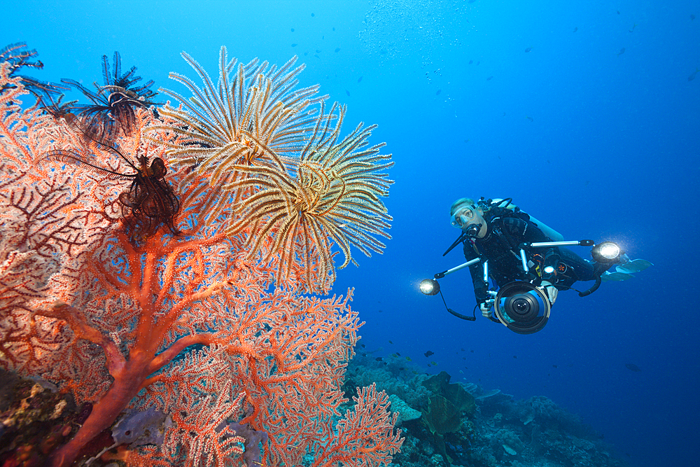 Scuba Diver in Coral Reef, Tufi, Solomon Sea, Papua New Guinea