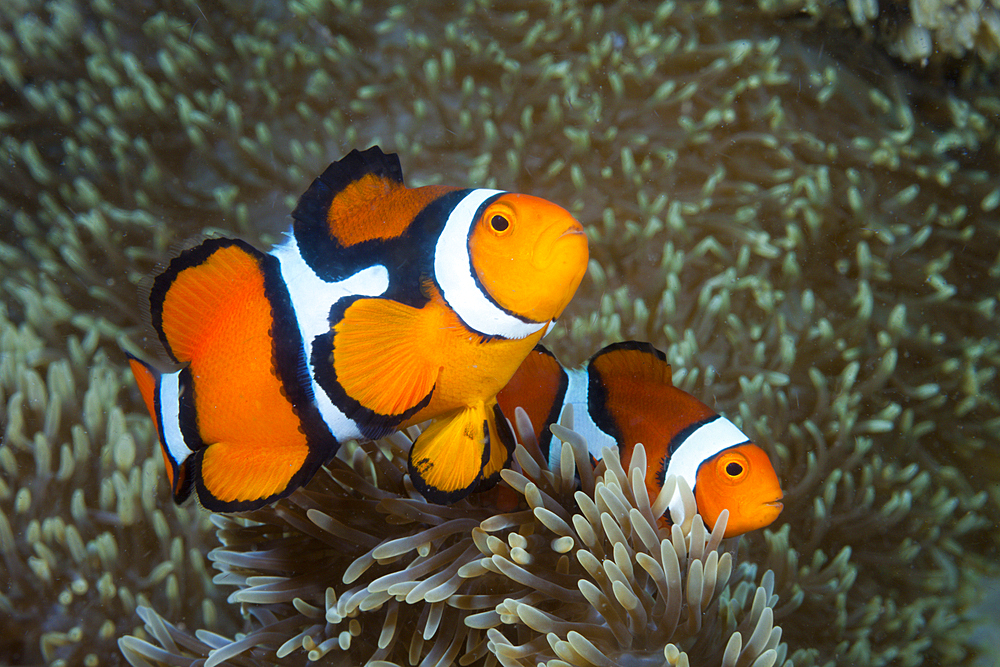 Pair of Clown Anemonefish, Amphiprion percula, Tufi, Solomon Sea, Papua New Guinea