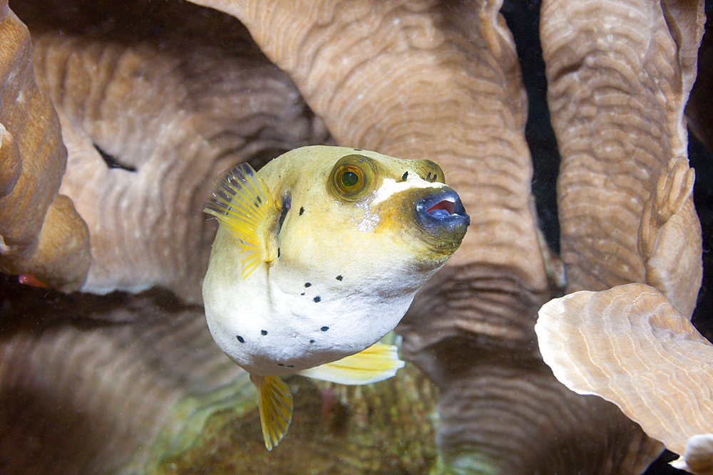 Blackspotted Puffer, Arothron nigropunctatus, Tufi, Solomon Sea, Papua New Guinea