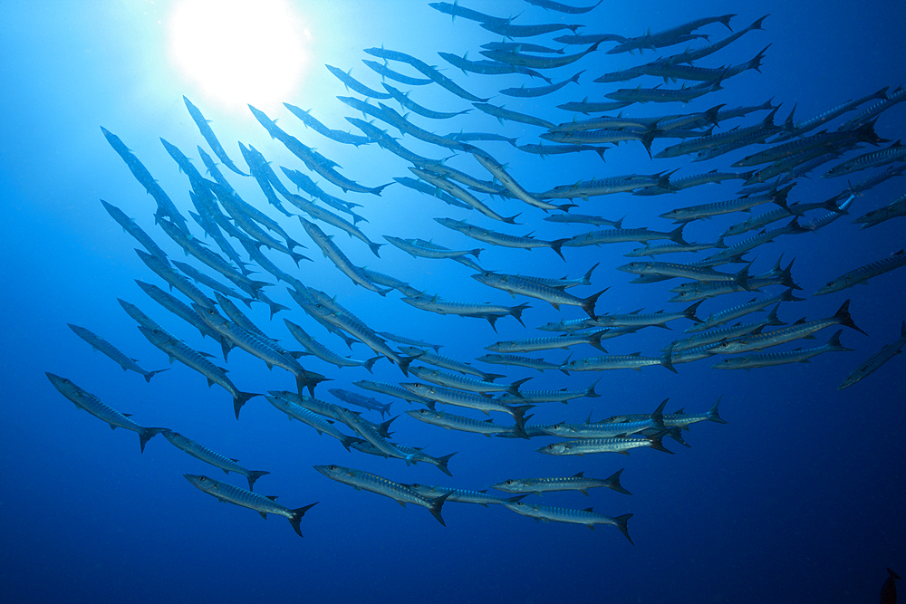 Shoal of Blackfin Barracuda, Sphyraena qenie, Tufi, Solomon Sea, Papua New Guinea