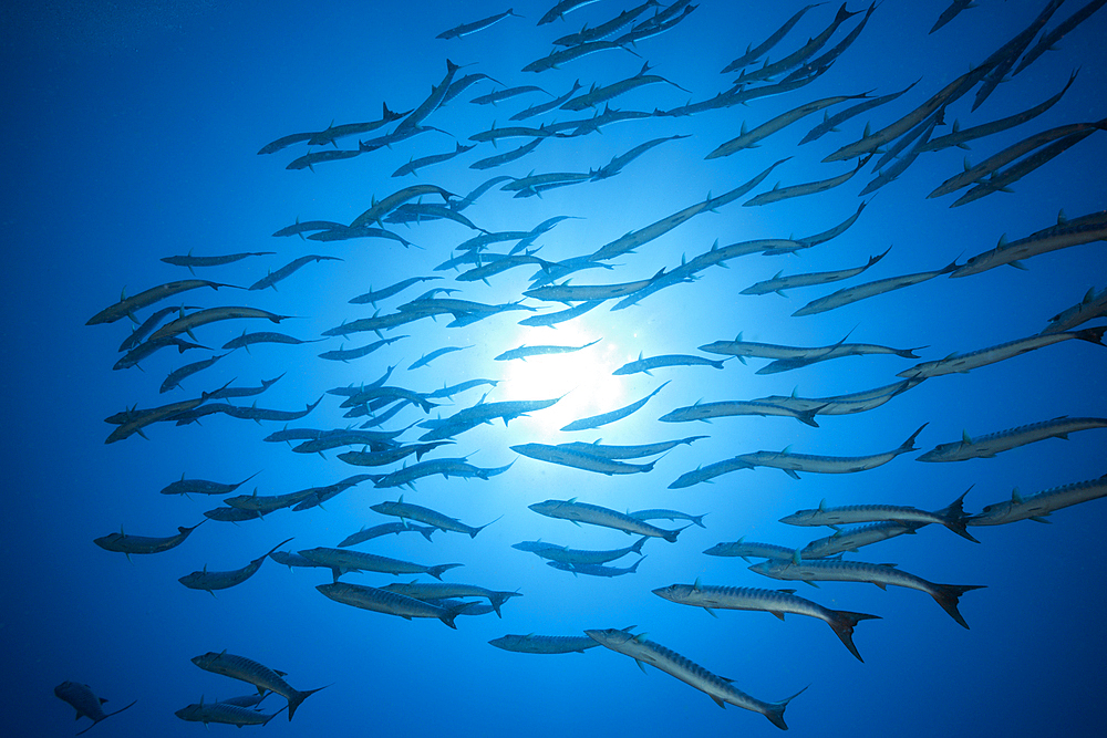 Shoal of Blackfin Barracuda, Sphyraena qenie, Tufi, Solomon Sea, Papua New Guinea