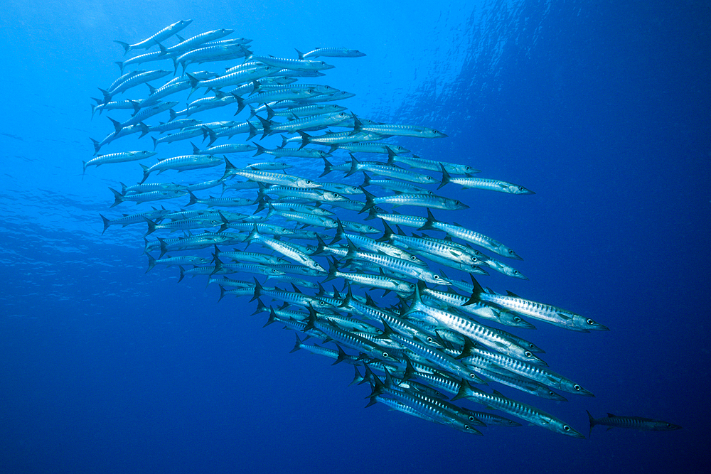 Shoal of Blackfin Barracuda, Sphyraena qenie, Tufi, Solomon Sea, Papua New Guinea