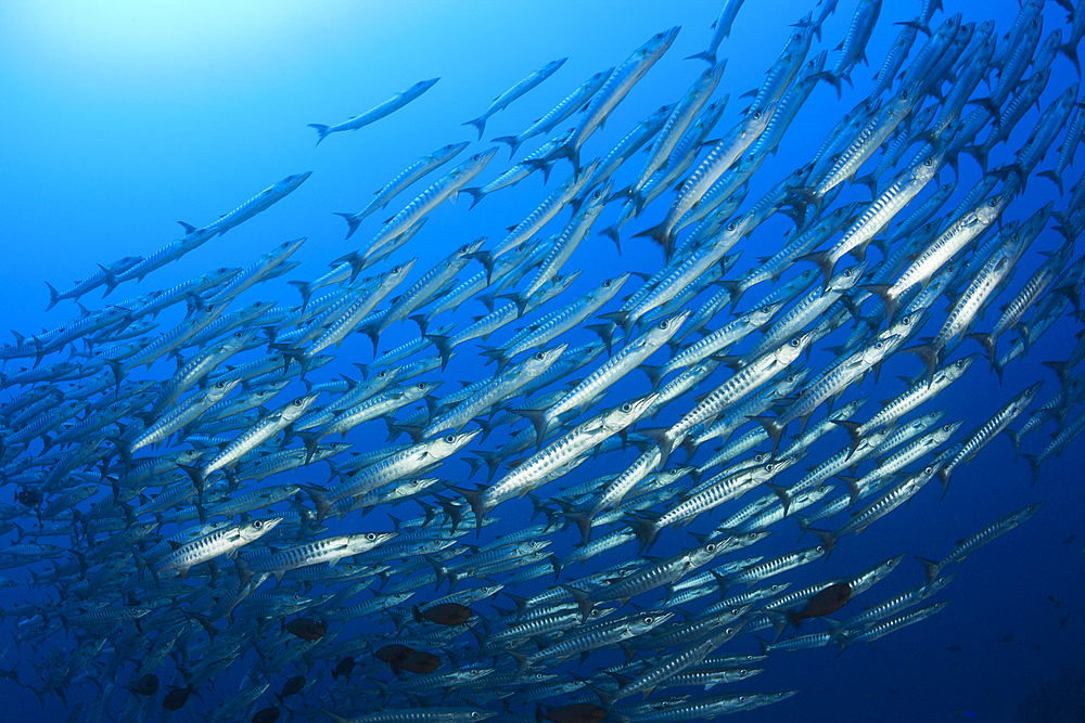 Shoal of Blackfin Barracuda, Sphyraena qenie, Tufi, Solomon Sea, Papua New Guinea