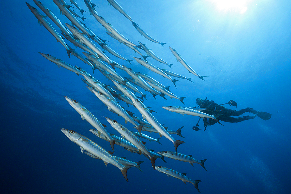 Shoal of Blackfin Barracuda, Sphyraena qenie, Tufi, Solomon Sea, Papua New Guinea