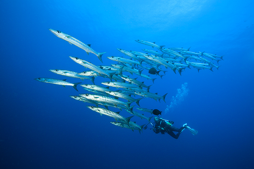 Shoal of Blackfin Barracuda, Sphyraena qenie, Tufi, Solomon Sea, Papua New Guinea