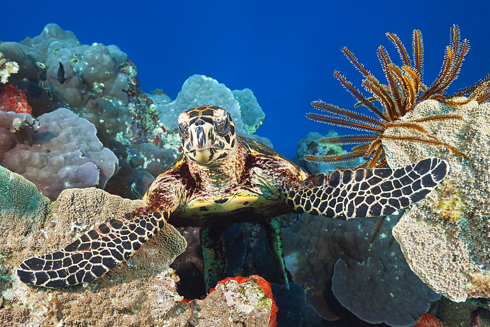 Hawksbill Sea Turtle, Eretmochelys imbricata, Tufi, Solomon Sea, Papua New Guinea