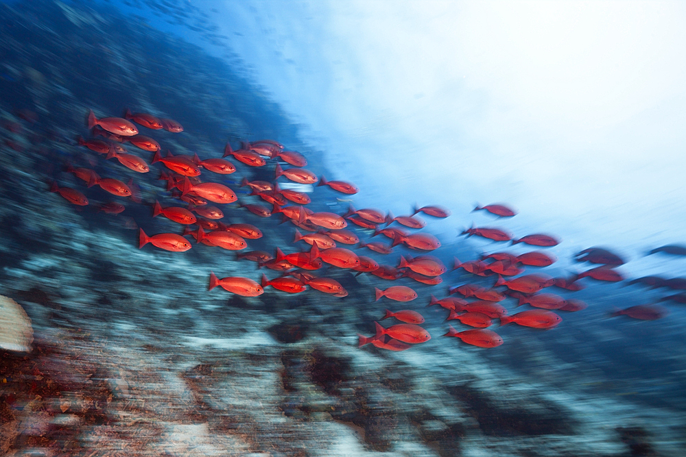 Shoal of Slender Pinjalo Snapper, Pinjalo lewisi, Tufi, Solomon Sea, Papua New Guinea