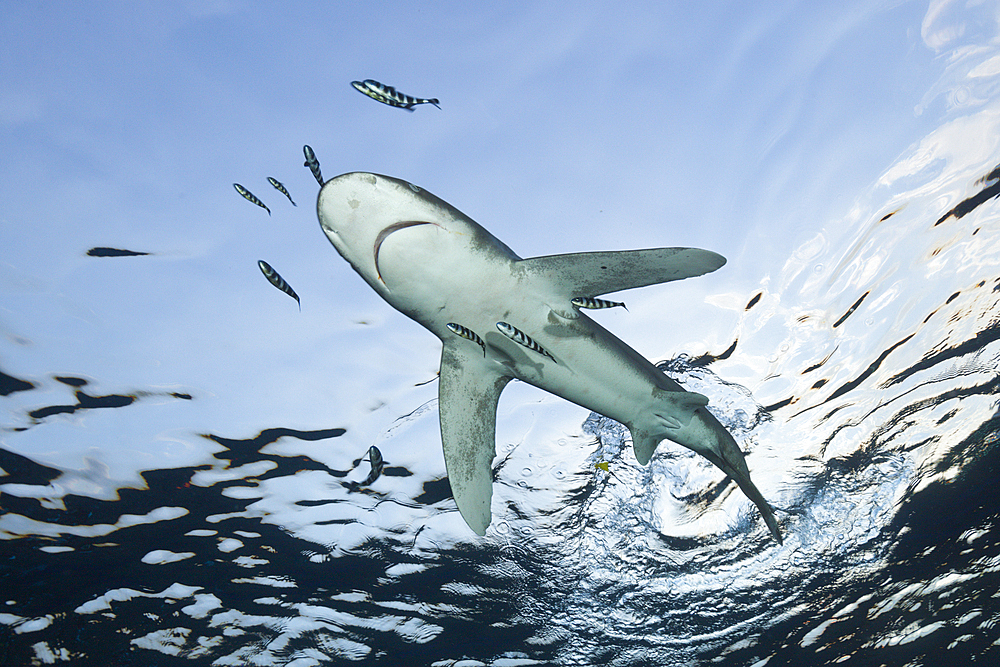 Oceanic Whitetip Shark, Carcharhinus longimanus, Atlantic Ocean, Bahamas