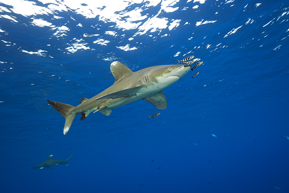 Oceanic Whitetip Shark, Carcharhinus longimanus, Atlantic Ocean, Bahamas