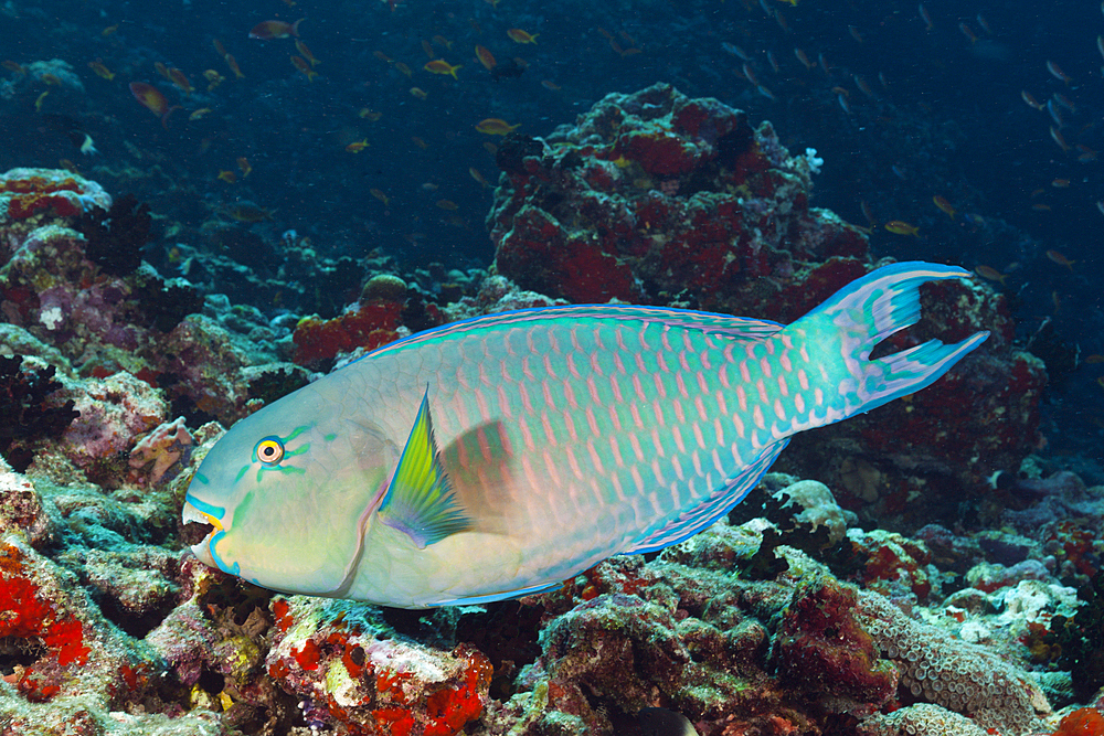 Indian Steephead Parrotfish, Scarus strongylocephalus, North Male Atoll, Indian Ocean, Maldives