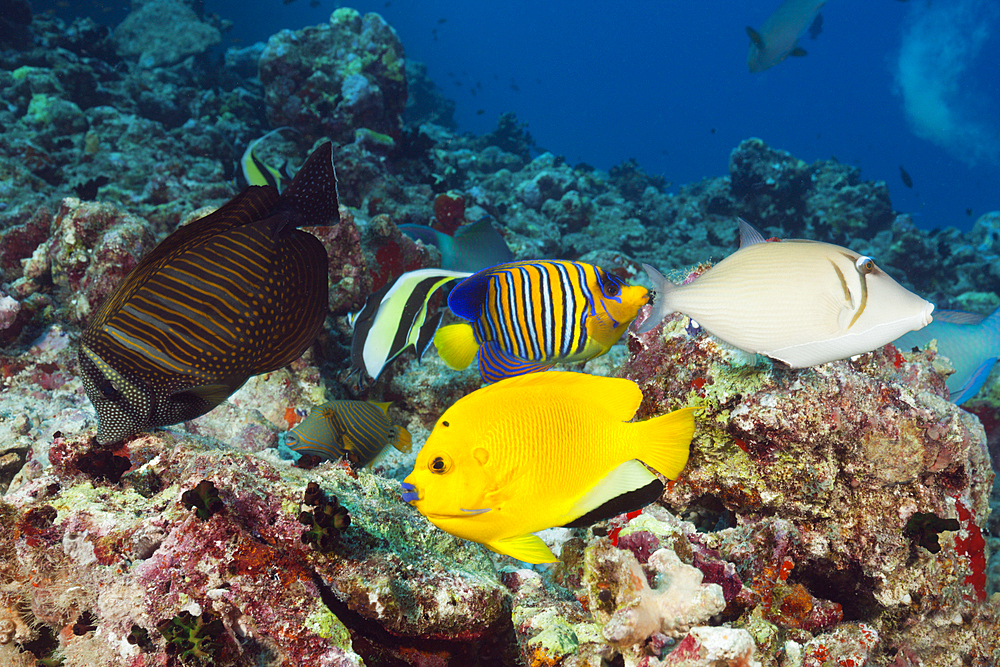 Colored Coral Fishes, North Male Atoll, Indian Ocean, Maldives