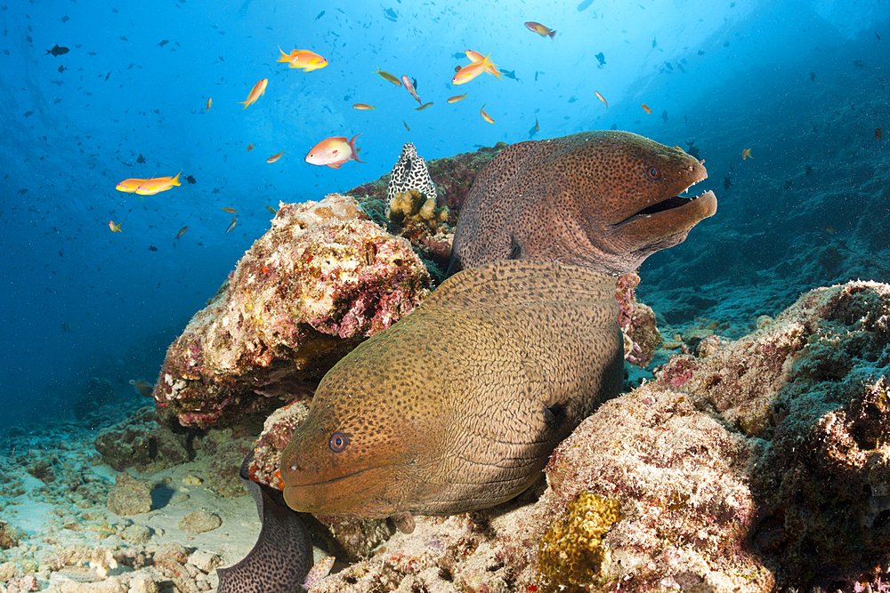 Giant Morays, Gymnothorax javanicus, North Male Atoll, Indian Ocean, Maldives