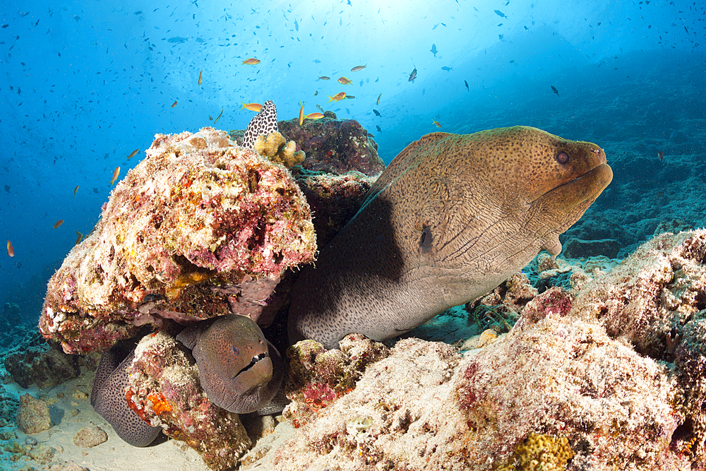 Giant Morays, Gymnothorax javanicus, North Male Atoll, Indian Ocean, Maldives